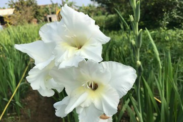 Quảng Ngãi: Hoa lay ơn nở sớm, nông dân ướp đá… “câu giờ”