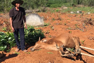 Quảng Ngãi: 1.600 con gia súc bị lở mồm long móng