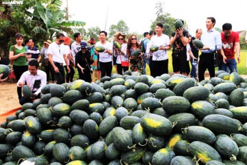Gần 22 nghìn tấn dưa hấu sắp thu hoạch, Quảng Ngãi chưa biết bán cho ai