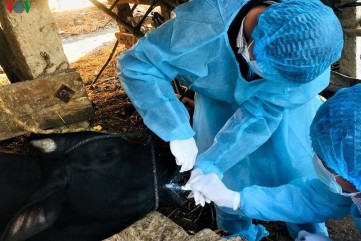 Hỗ trợ Quảng Ngãi 20.000 liều vacine dập dịch lở mồm long móng