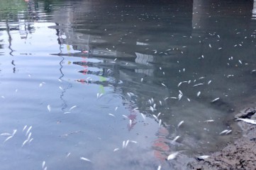 Cá chết trắng dưới chân cầu Bàu Giang chưa rõ nguyên nhân