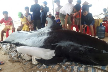 Quảng Ngãi: Cá voi nặng gần nửa tấn trôi dạt vào bờ