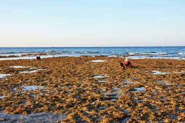San lấp rạn san hô trên đảo Lý Sơn, dự án gây tranh cãi