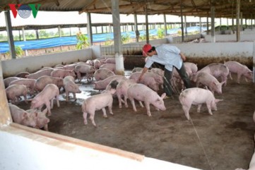Giá thịt lợn giảm, sức mua chậm ở Quảng Ngãi