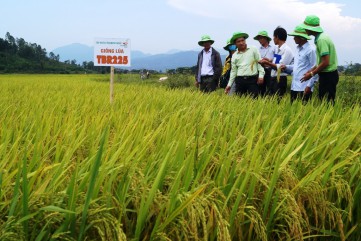 Quảng Ngãi: Cánh đồng mẫu lớn trong sản xuất lúa cho hiệu quả cao