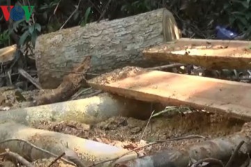 UBND tỉnh Quảng Ngãi chỉ đạo xử lý nghiêm vụ phá rừng phòng hộ Trà Veo
