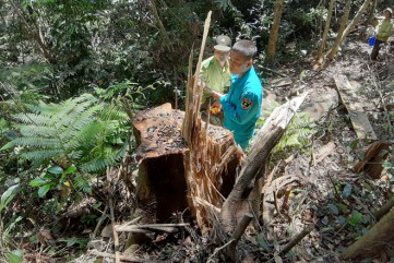 Rừng phòng hộ đầu nguồn suối Trà Veo bị tàn phá nghiêm trọng