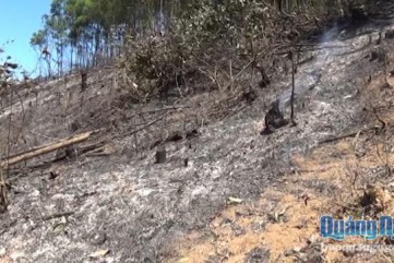 Bình Sơn: Thêm một vụ cháy rừng, làm một người tử vong